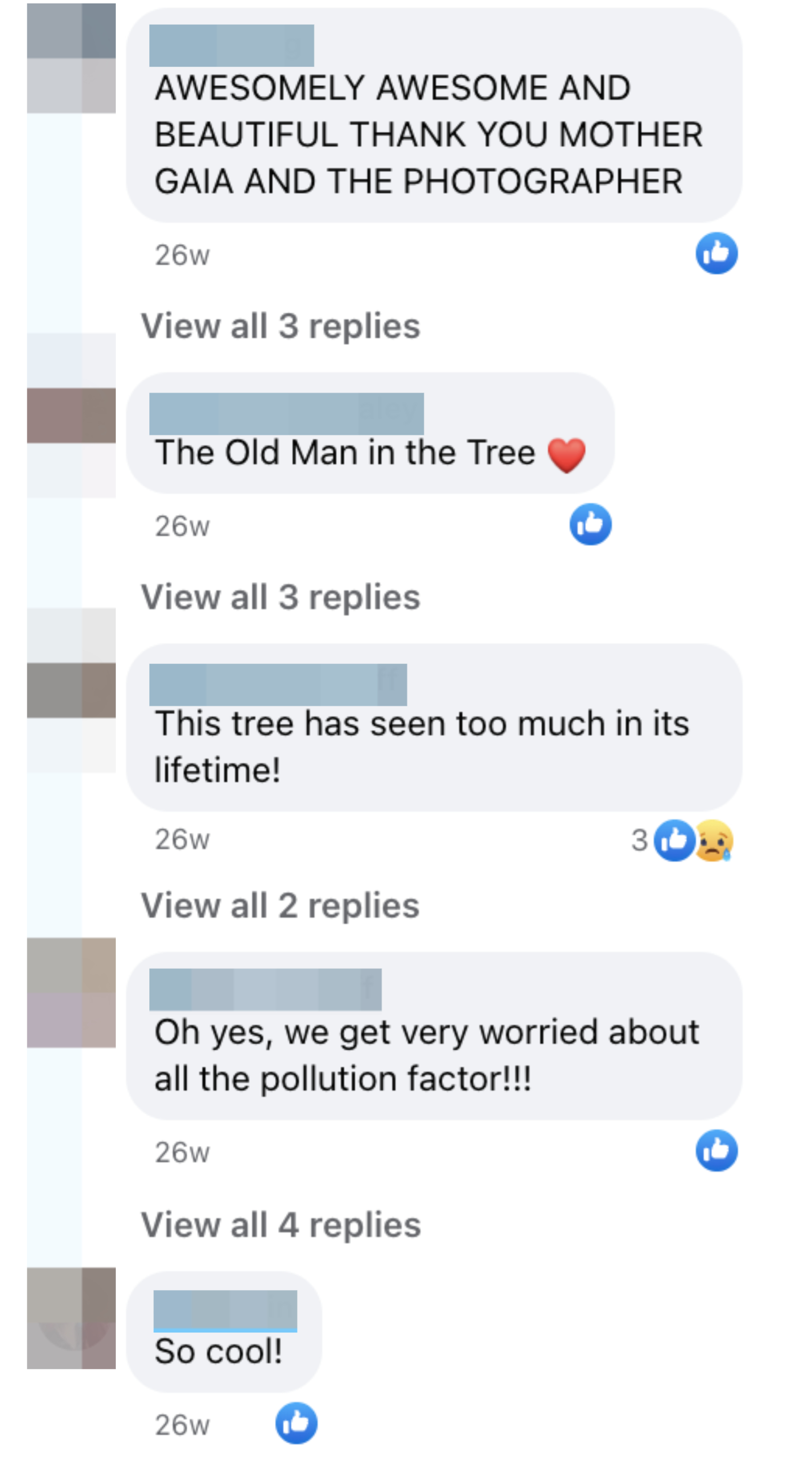 Facebook comments about a tree include praise, concern for pollution, and symbolic imagery