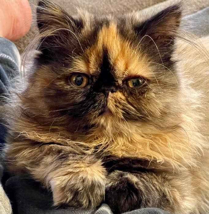 cutest picture on the internet today