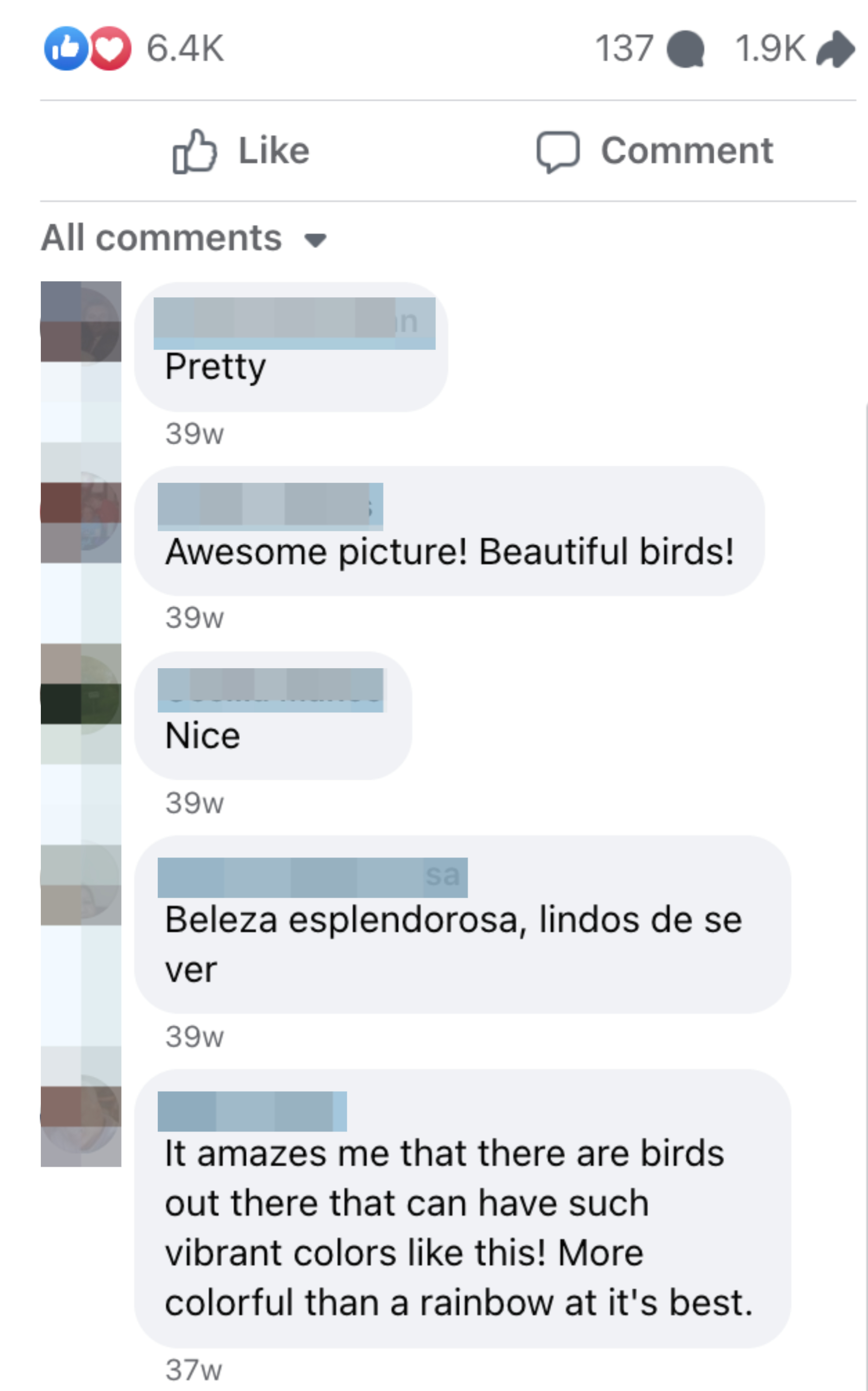 Facebook post with comments expressing admiration for colorful birds