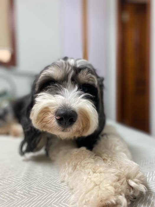 cutest picture on the internet today