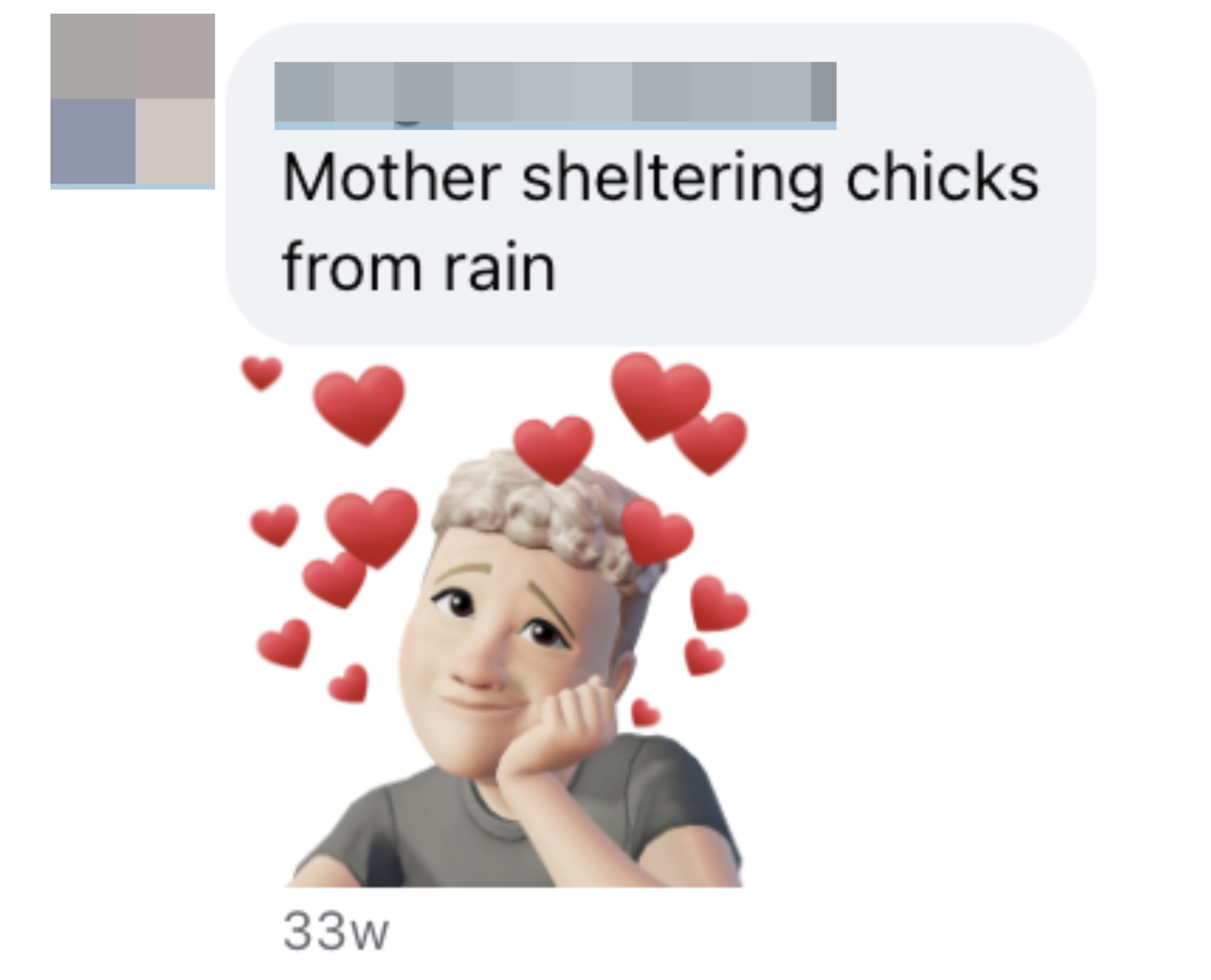 Comment says, "Mother sheltering chicks from rain," with a smiling emoji surrounded by hearts below