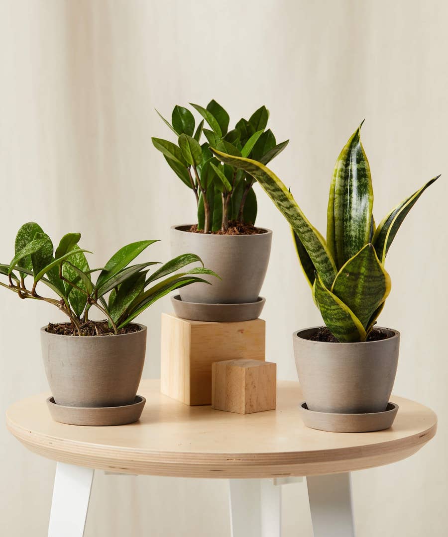 24 Affordable Places To Buy Plants Online