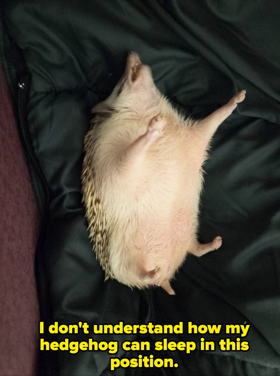 61 Funny Animal Photos, image size:900x1208