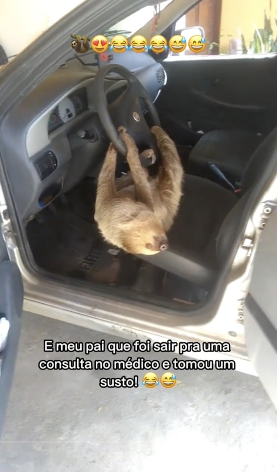 えっ…？ 車のドアを開けたら、ナマケモノがいた→“珍光景”を捉えた動画