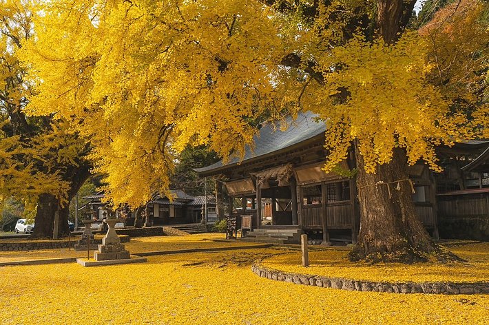 福田神社（岡山県真庭市）のイチョウ。巨大なイチョウの木が黄色い葉っぱで染まり、神社の地面も葉っぱが埋め尽くしている / 投稿者さん（@lol_hime_）のXより