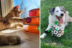 orange cat playing with a ball tower; golden retriever with a robotic clownfish toy