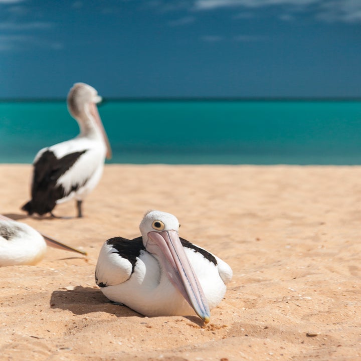 Pelicans resting on a sandy beach, with one pelican in the foreground and calm turquoise ocean in the background