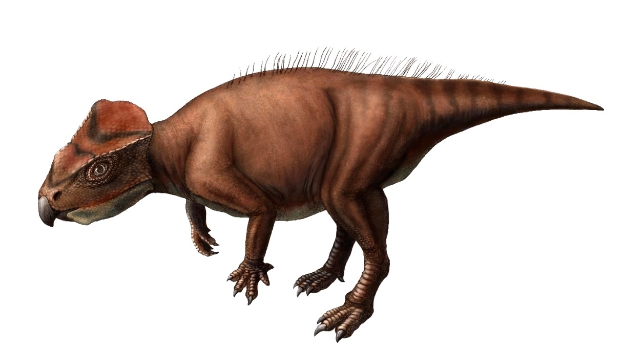 仰天！恐竜ニュース3選】古代遺跡の「ステゴサウルス」、可愛すぎる