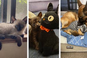 幸せになった保護猫ちゃんたち