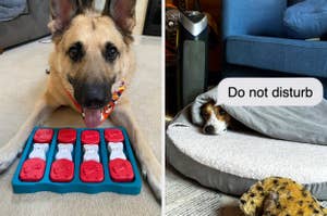 Reviewer's dog in front of treat puzzle; reviewer's dog laying in dog bed