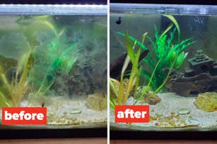 Split image showing a fish tank. Left: dirty with algae. Right: cleaned, clear water and vibrant plants. "Before" and "After" labels