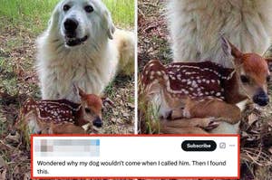A large dog sits protectively beside a small fawn