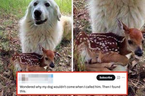A large dog sits protectively beside a small fawn