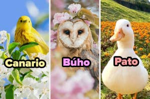 Imagen de un canario, un búho y un pato, cada uno con su nombre escrito encima. Están posados o posando en un entorno natural