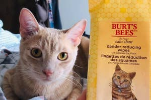 Cat sitting next to a pack of Burt's Bees dander reducing wipes for cats, featuring an illustration of a cat on the packaging