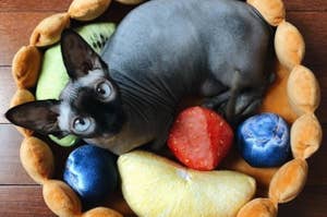 BuzzFeed editor's photo of their hairless cat sitting in the fruit tart bed