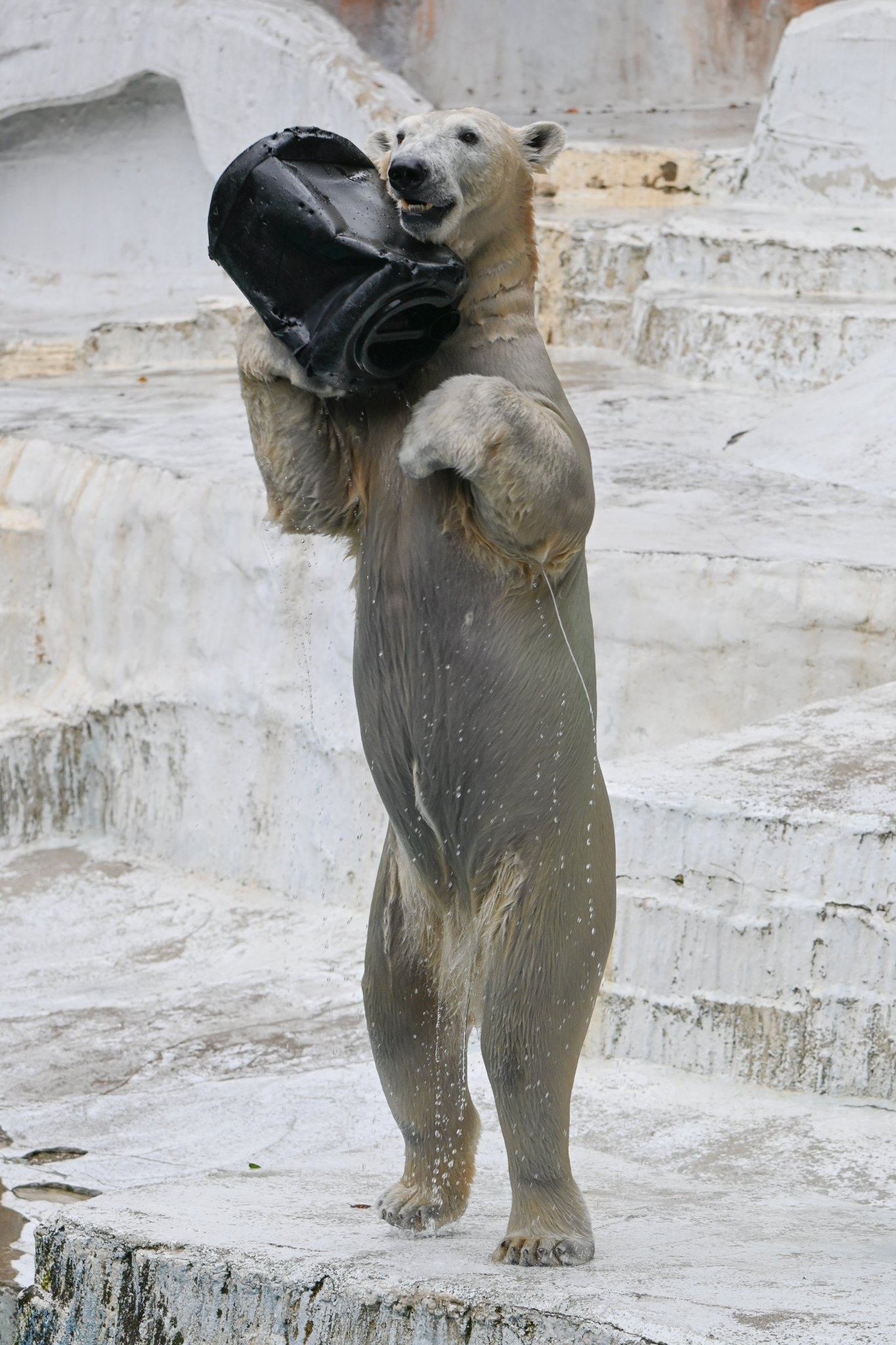 UMA(未知動物) Amazon.co.jp: 未確認動物UMAの謎 珍獣奇獣編 (ほんとうにあった