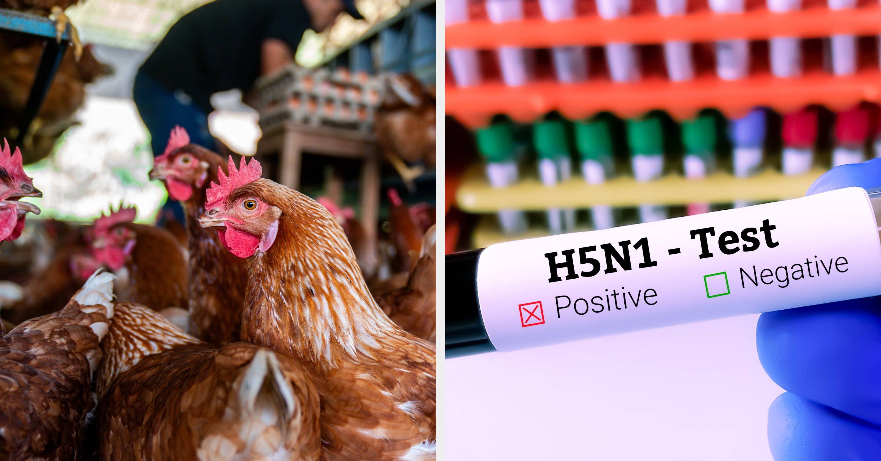 Why Pandemic Experts Are Worried About Bird Flu