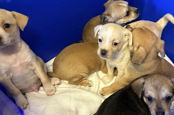 犬の赤ちゃんたちが青いコンテナに入っています。「インシデントレポート」と書かれたテキストが見えます。