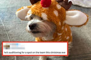 Dog in reindeer costume with antlers