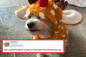 Dog in reindeer costume with antlers