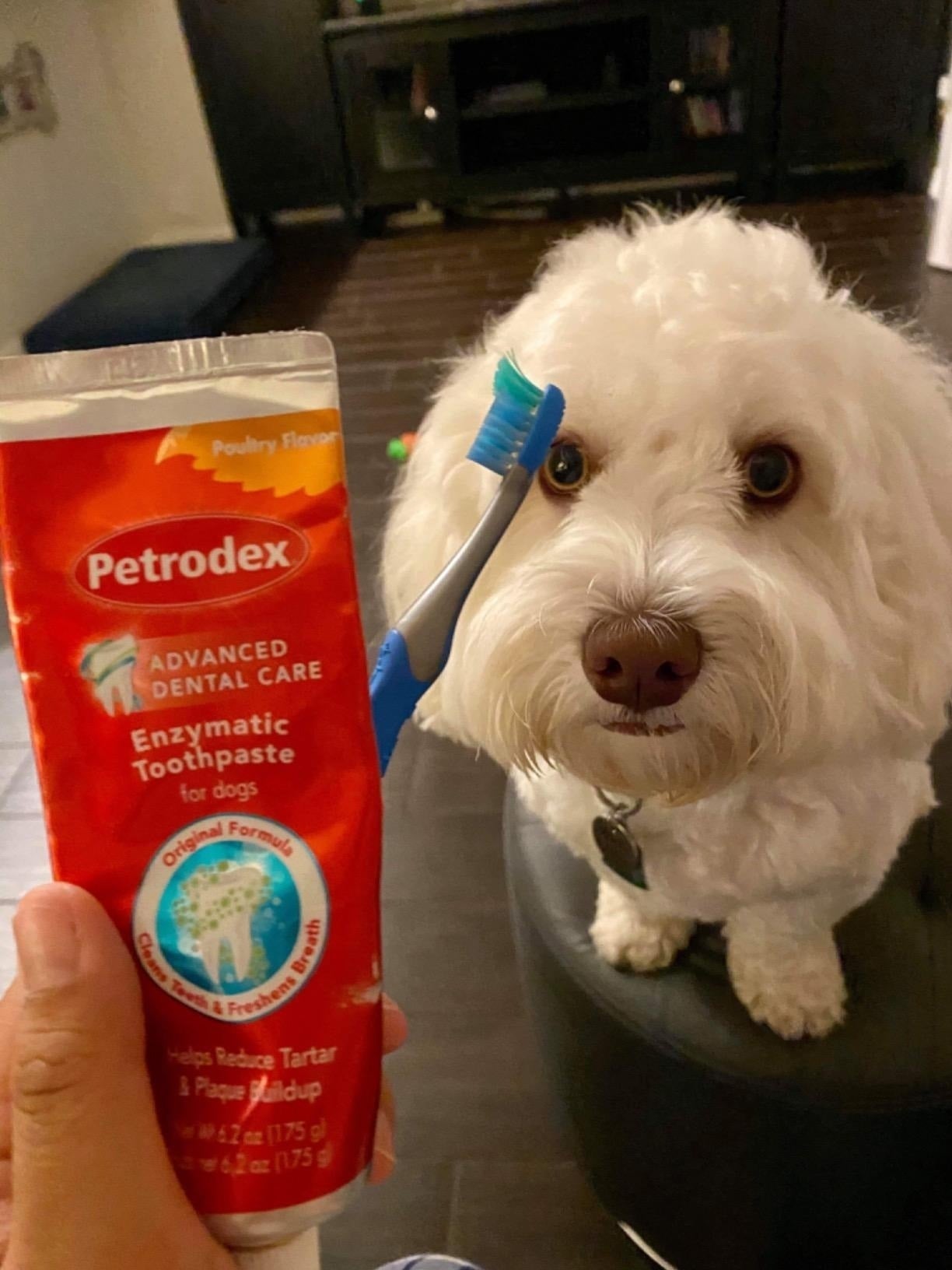37 Amazon Pet Products Our Readers Loved In 2024