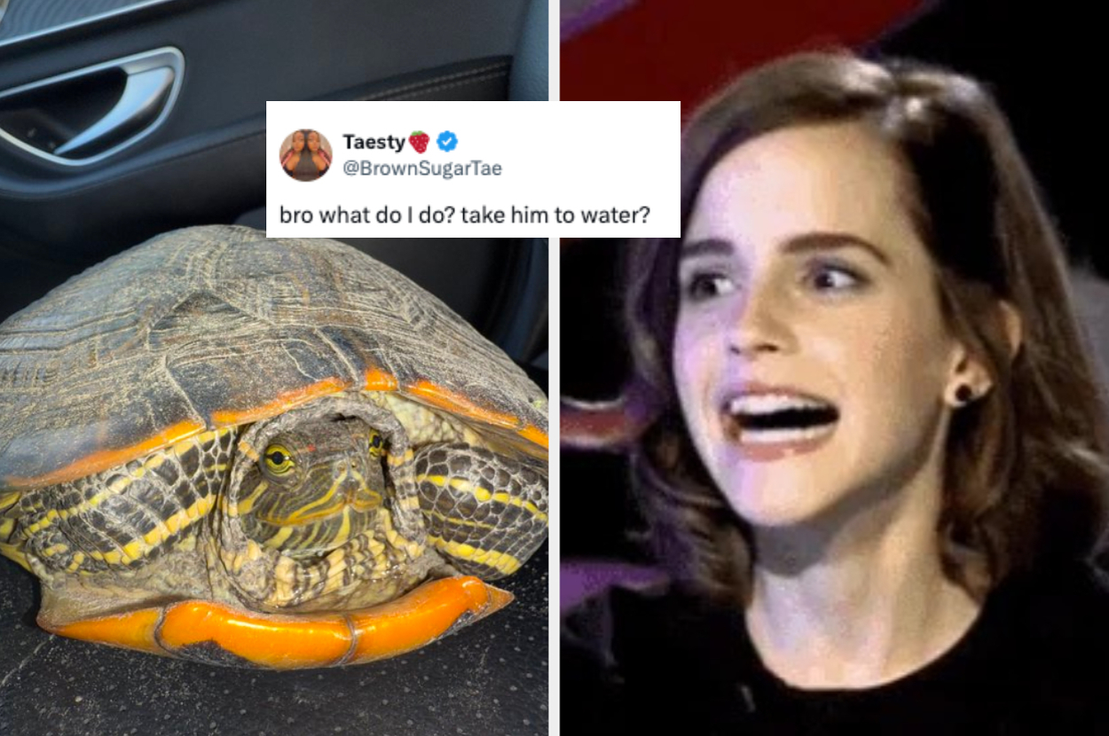 Left: Close-up of a turtle inside a car. Right: Person with a surprised expression. Tweet above asks advice about taking the turtle to water