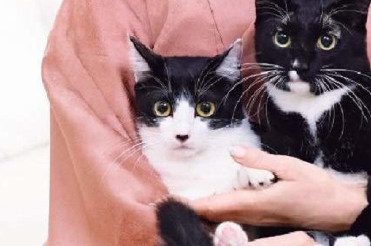 片岡あや子 藤あや子、まさかの“猫吸い”姿を公開→「体幹がしっかりしてる」「ダイナミック」と反響【画像】