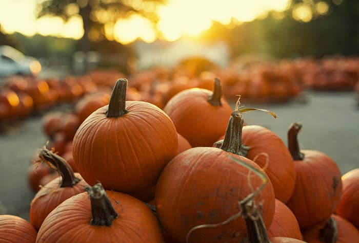 A pile of pumpkins.