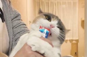 女性が座っている猫におやつをあげている様子。猫はリラックスして足を広げている。