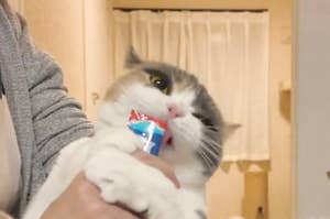 猫がチュールを持った手にかぶりついている。居心地の良さそうな室内での一瞬。
