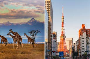 Giraffes walk in an African savannah; a city view features Tokyo Tower amidst skyscrapers
