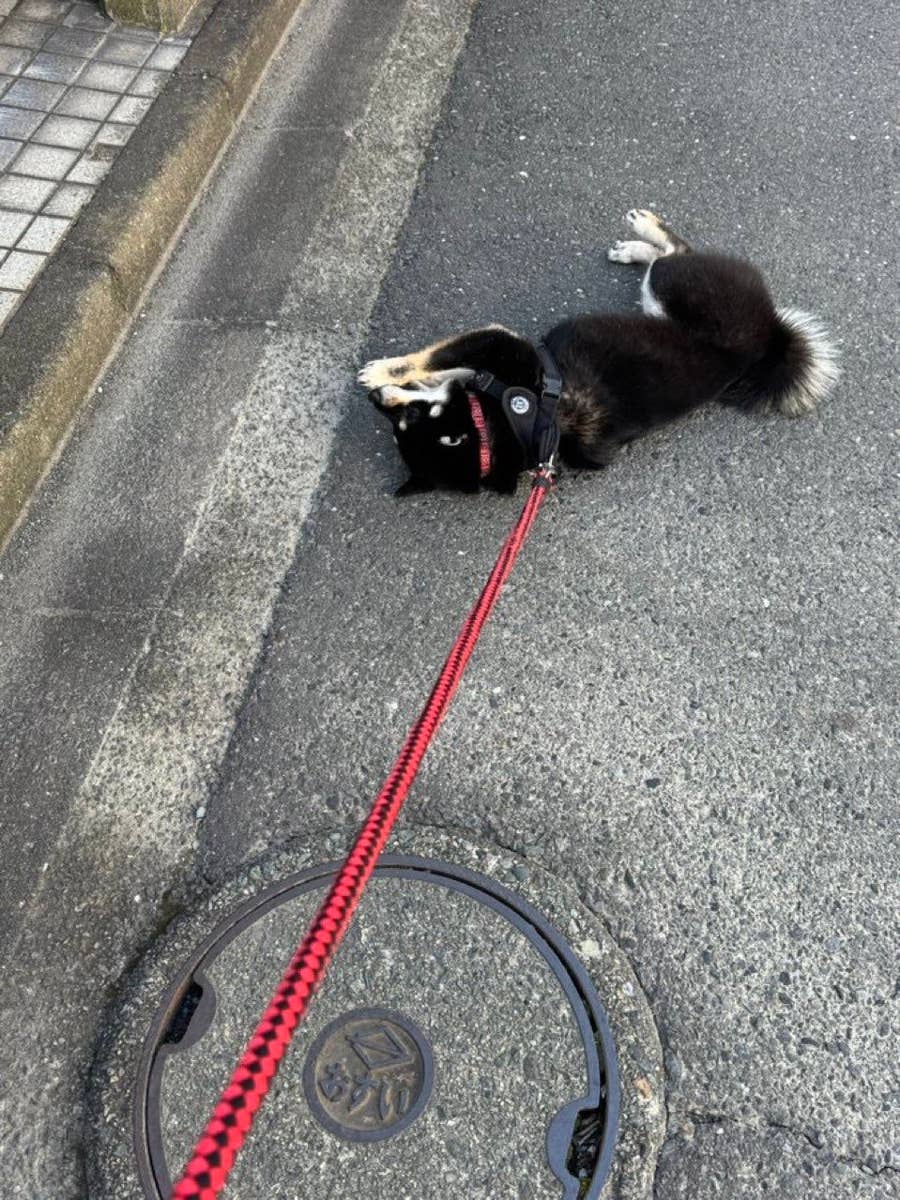 なんでカートに犬を乗せてんの」実際に飼ってみたら必要だと判明⇒その 