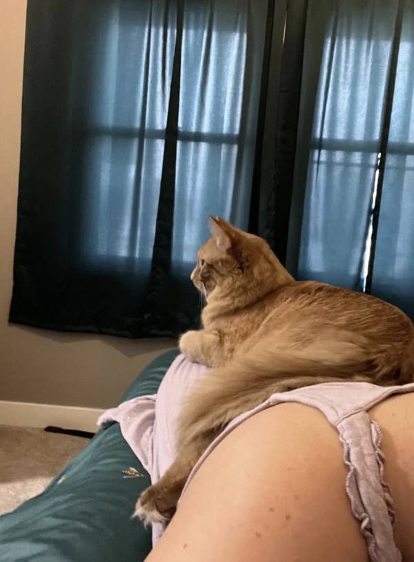 Cat lounging comfortably on a person's lap, in front of a window with closed curtains
