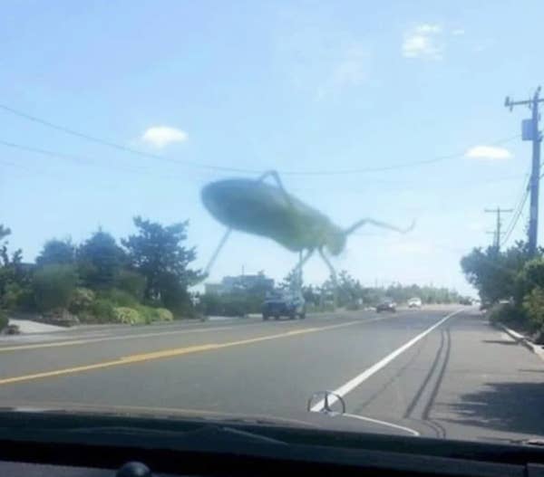 A grasshopper on a windshield appears giant, creating a humorous illusion of it looming over a town. Text: "Tried to take a photo...destroying the town."