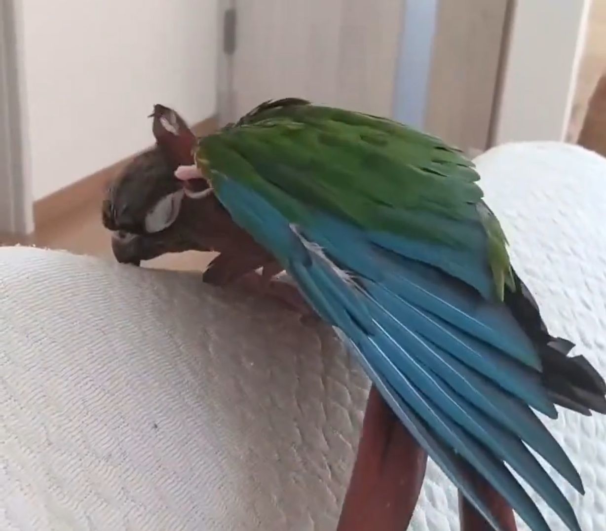 思わず二度見しちゃう鳥画像3選】サギ集団にトリ囲まれて大