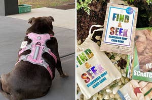 Dog wearing a harness sits outside; scavenger hunt card game with canvas pouch is displayed on the right