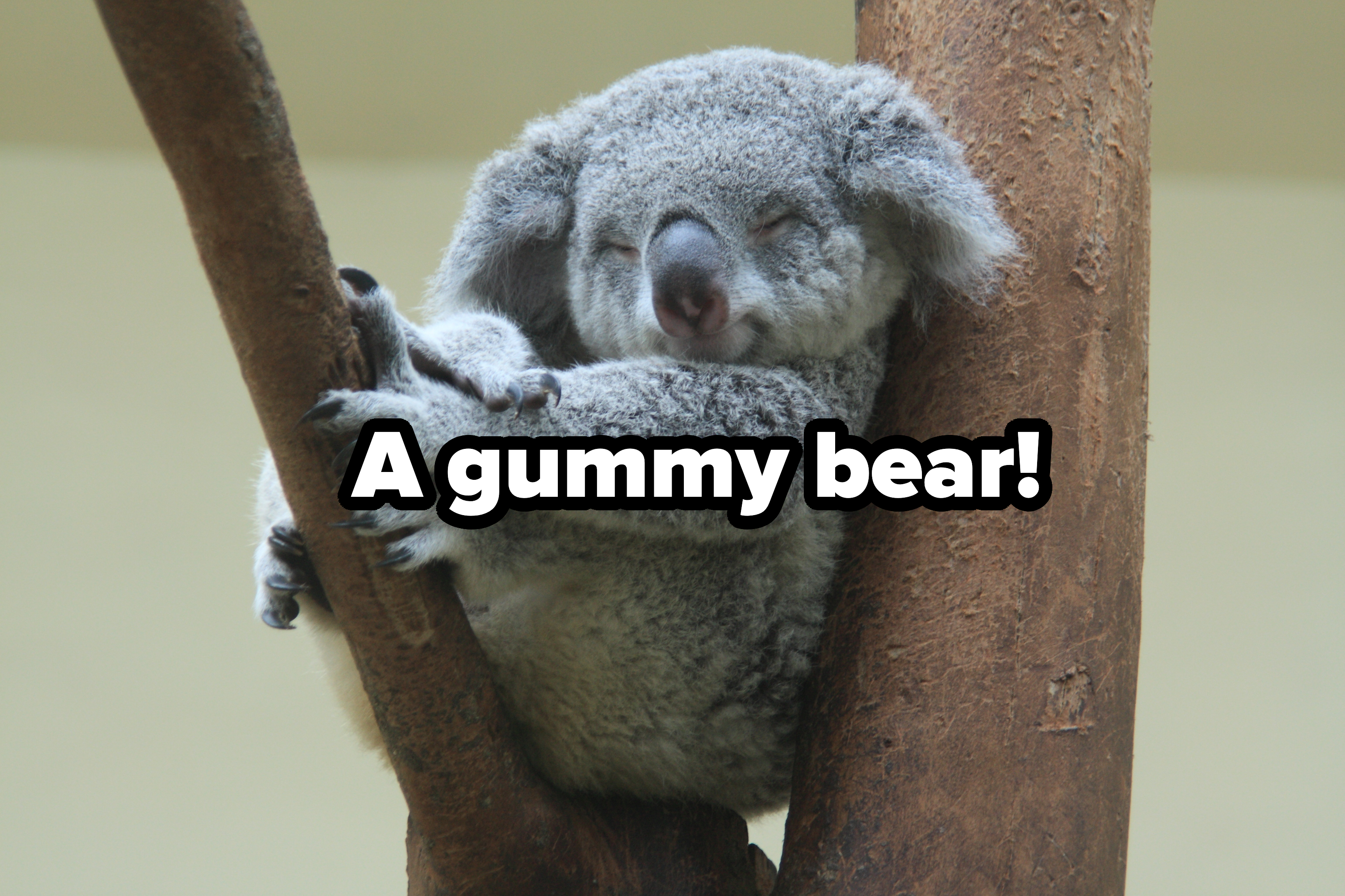 Koala sleeping on a tree branch with eyes closed and arms hugging the trunk