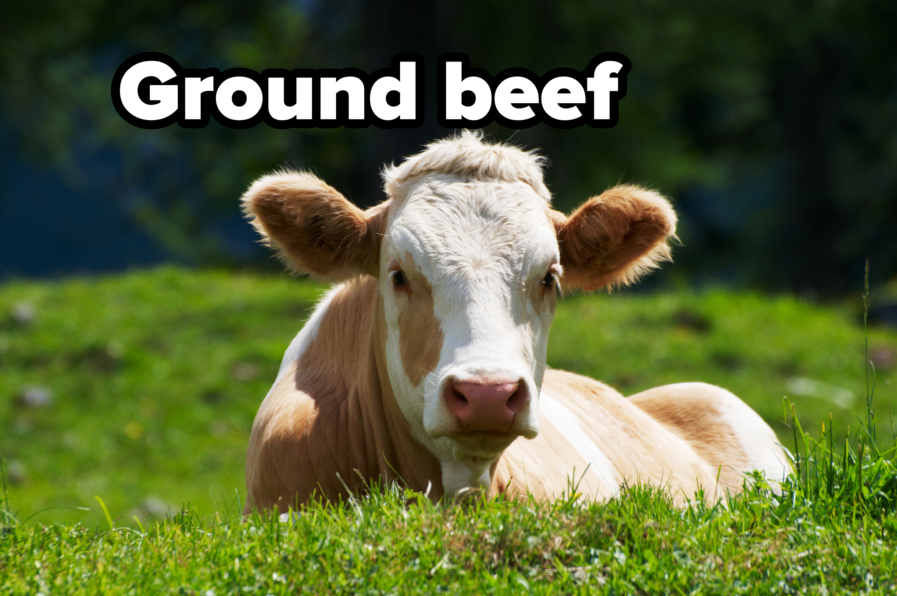 Cow lying on grass in a field, looking at the camera. Greenery is visible in the background