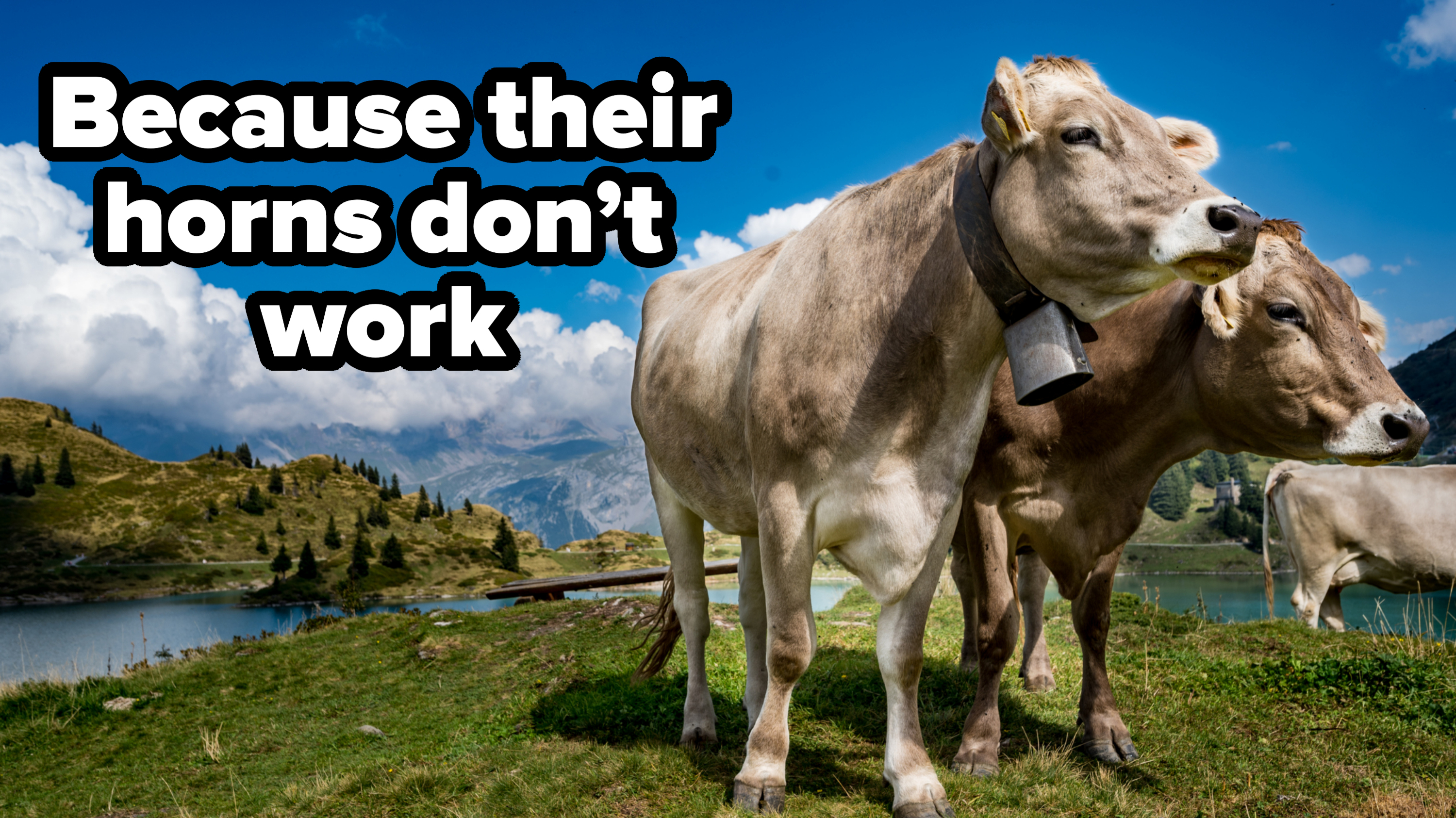 Two cows stand on a grassy hill with mountains and a lake in the background, one wearing a bell around its neck