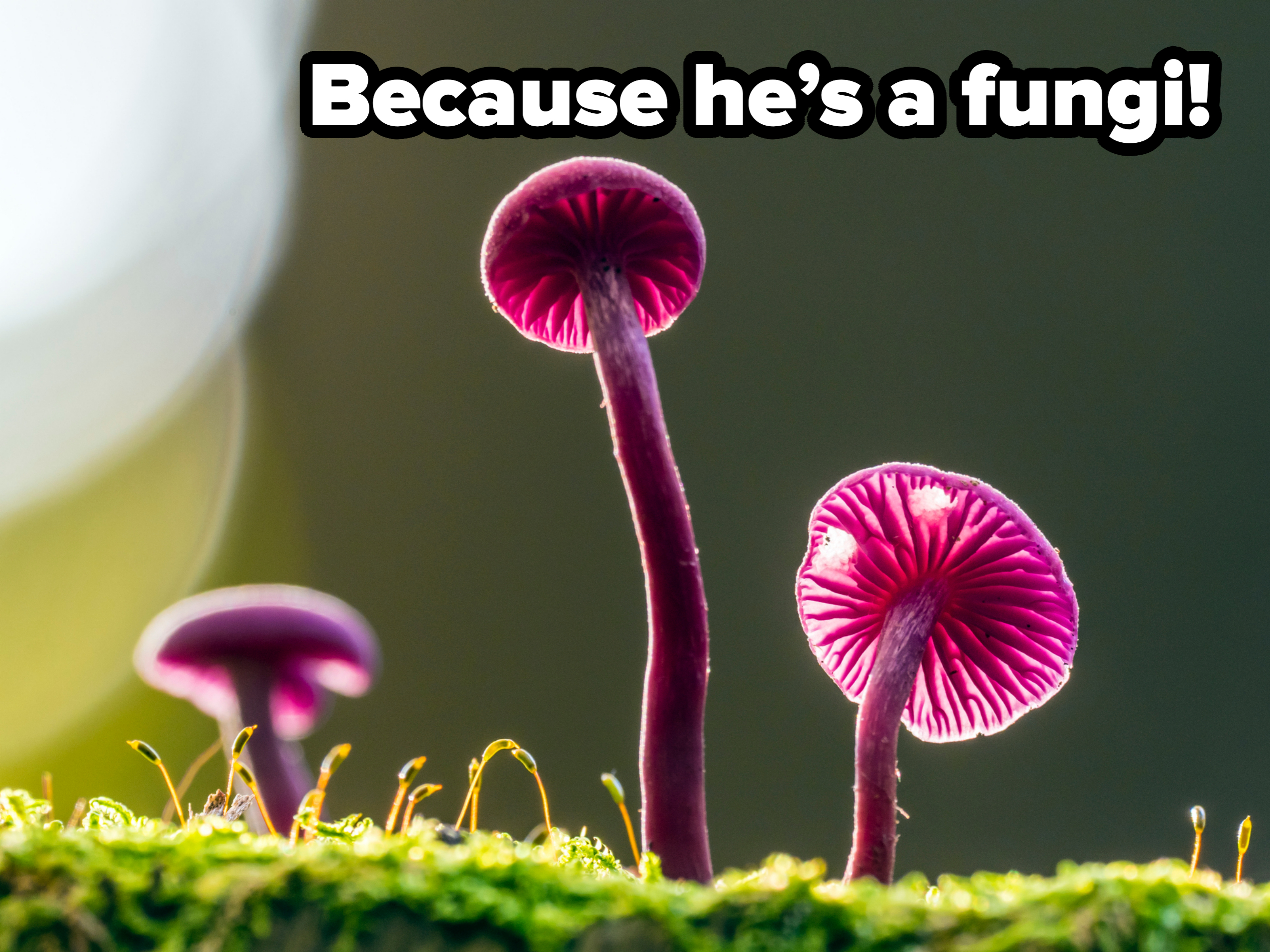 Mushrooms with rounded caps growing on mossy ground, backlit to highlight their delicate structure