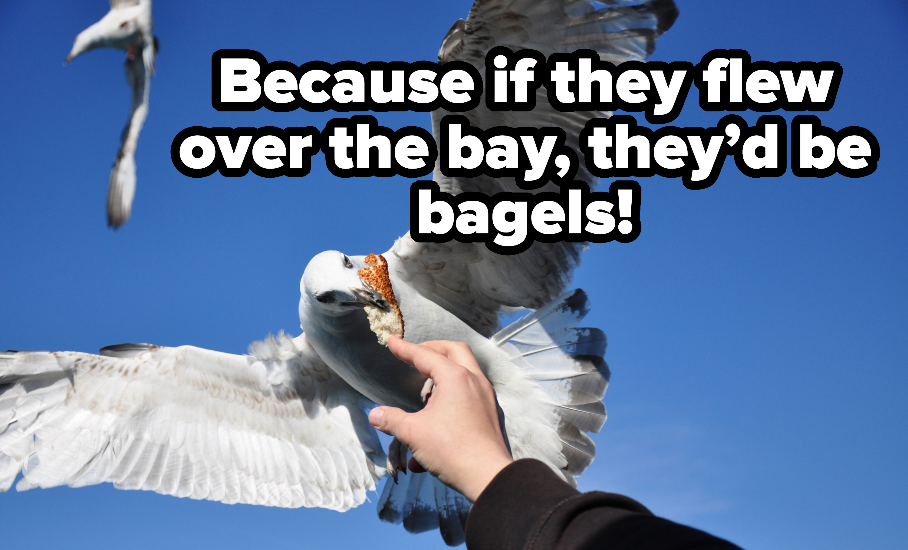 A person&#x27;s hand feeds a seagull mid-flight against a clear sky