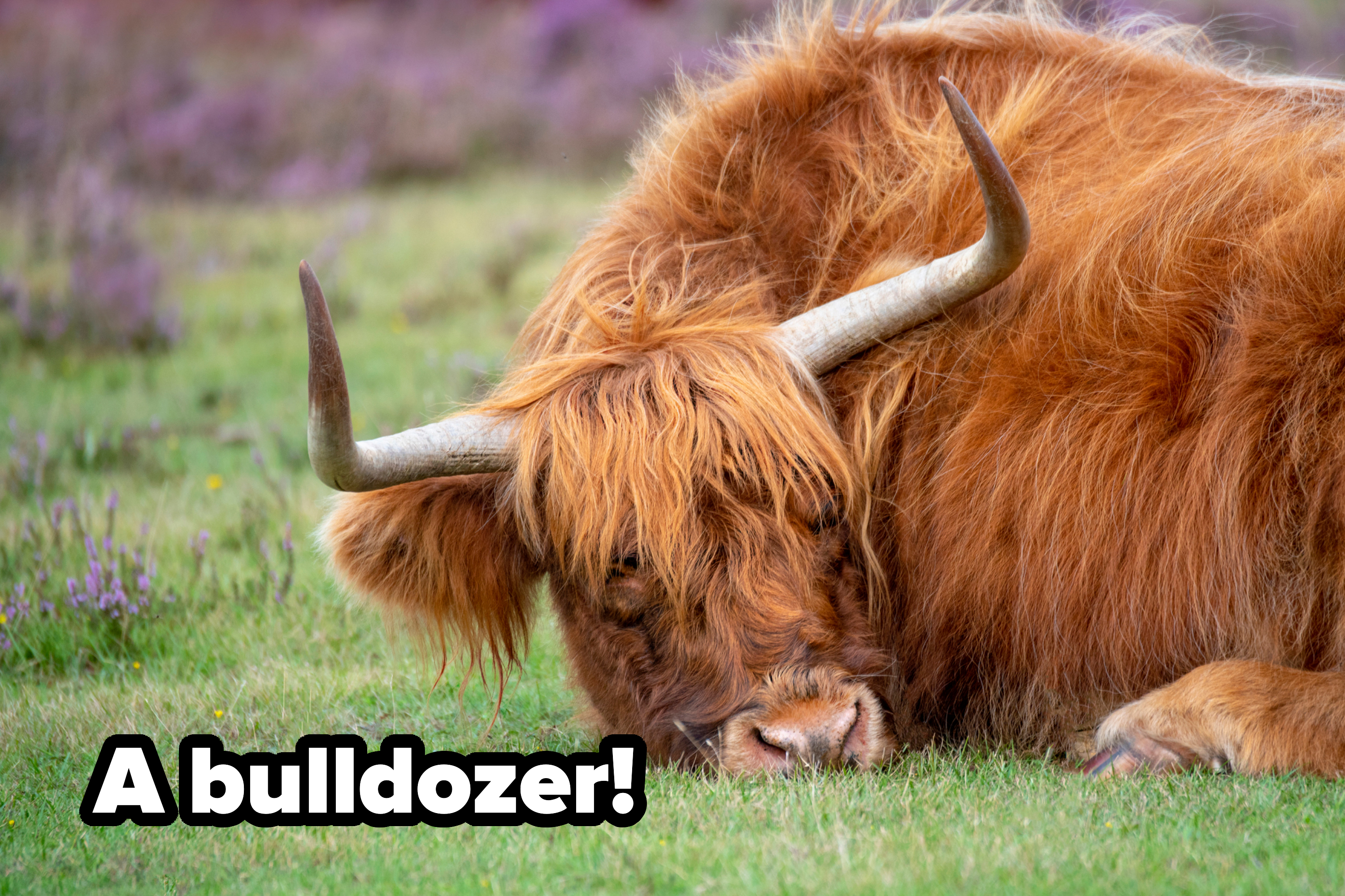 Highland cow with long horns and shaggy fur rests on grass in a field