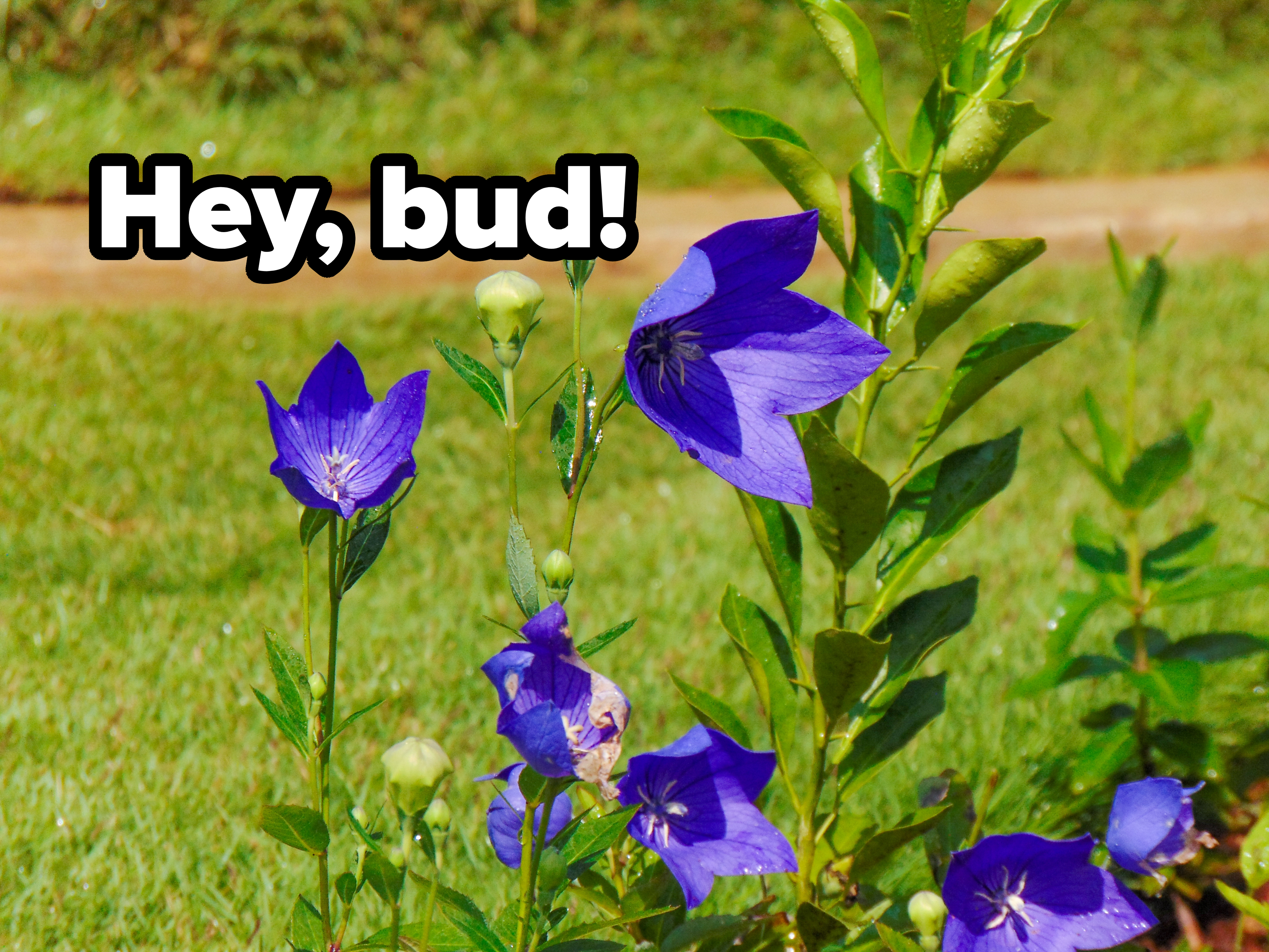 Purple flowers in a garden setting with green leaves and stems visible, set against a grassy background