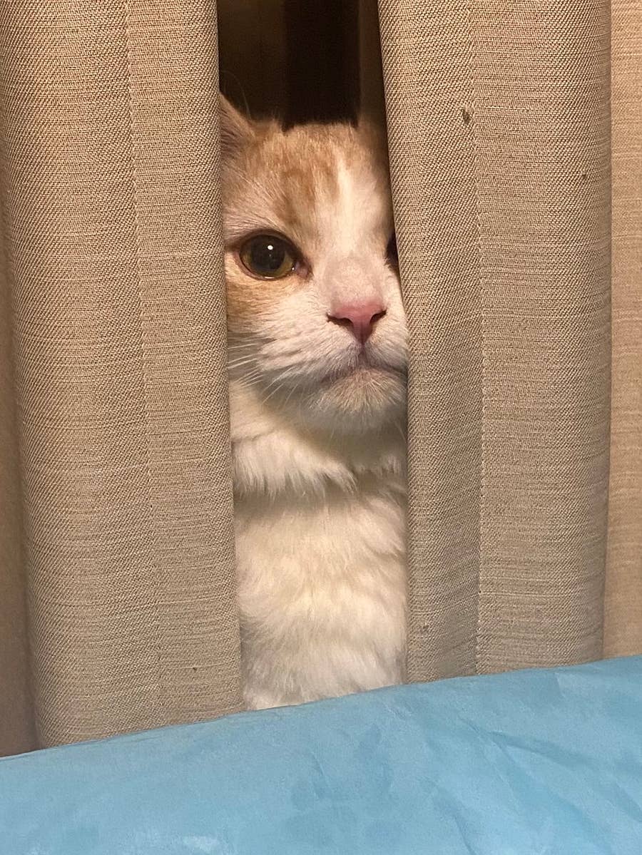 これで隠れてるつもりなの愛おしすぎる」かくれんぼ猫ちゃんに10万いい  