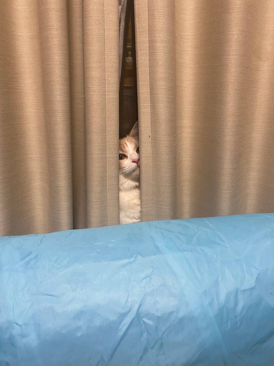 これで隠れてるつもりなの愛おしすぎる」かくれんぼ猫ちゃんに10万いい 
