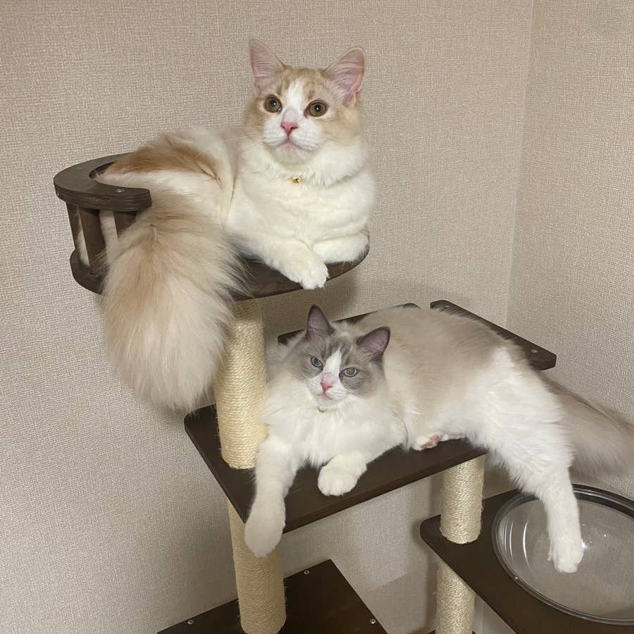 これで隠れてるつもりなの愛おしすぎる」かくれんぼ猫ちゃんに10万いい 