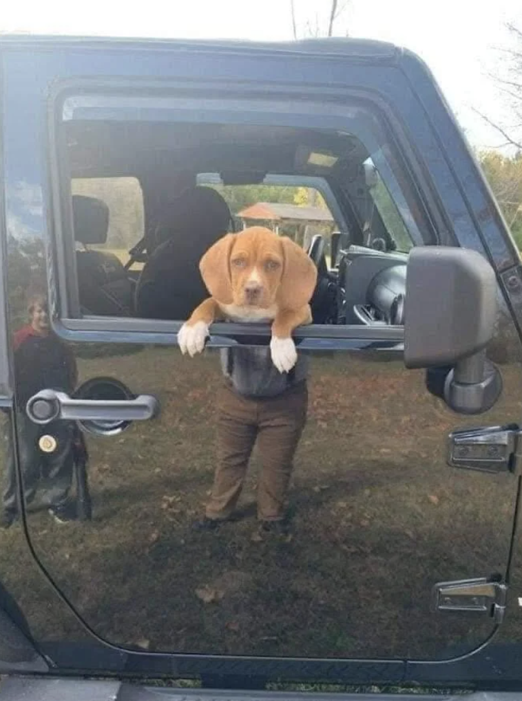 Beagle puppy leaning out of a car window, resting its paws on the edge, while a person is reflected in the car door