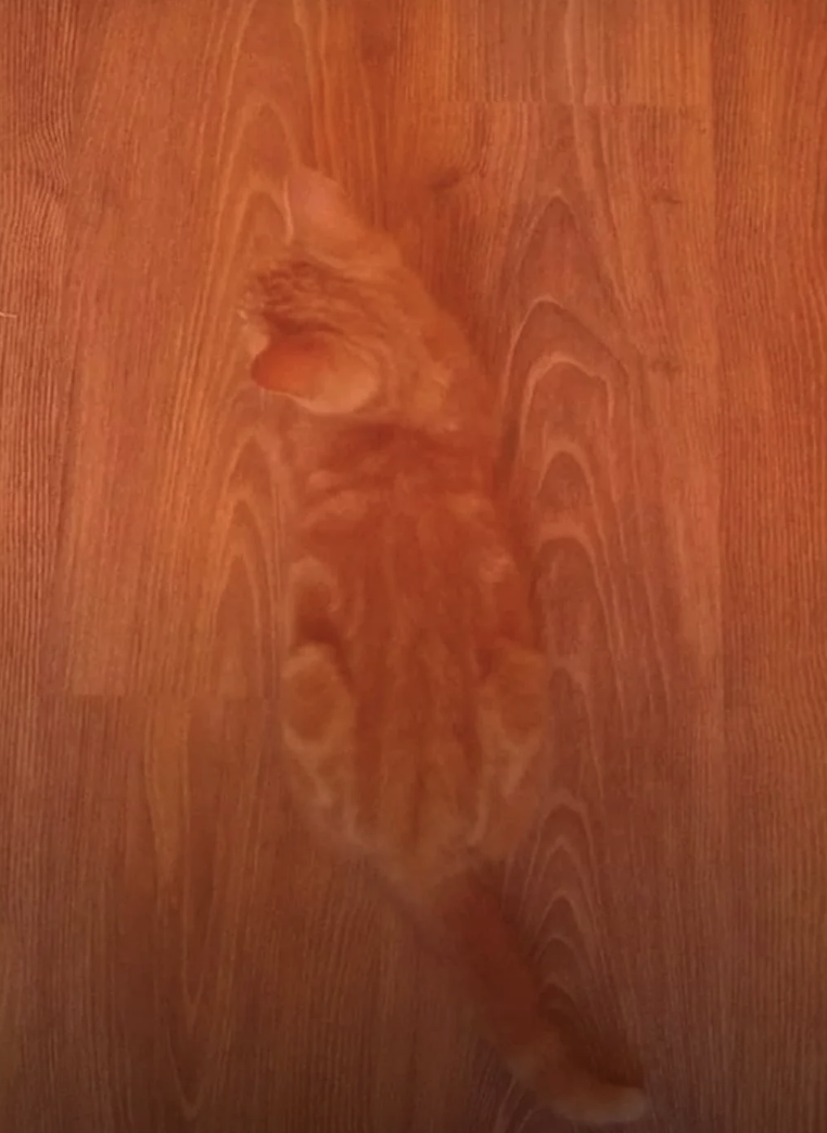 Cat blends into wooden floor surface, creating an optical illusion effect