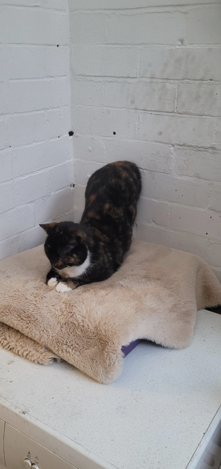 Cat stretching on a soft blanket in a corner of a room with white brick walls